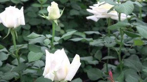 Обзор розы Боинг  (Чайно гибридная)  Boeing (Terra Nigra Нидерланды)