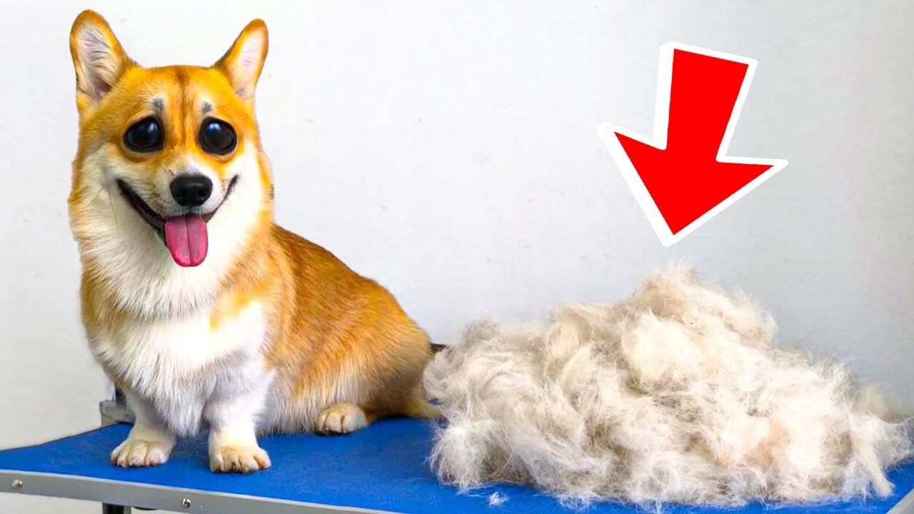 ЭТО БЫЛО НА МОЕЙ ПОПЕ! Я В ШОКЕ!! (Корги Коржик) Говорящая собака смотреть онлайн