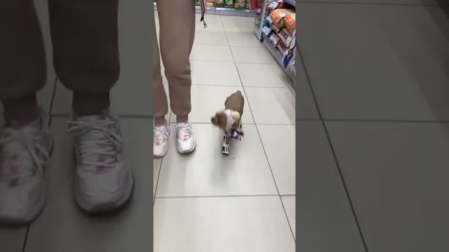Купили ботиночки,будем привыкать 😂 #чихуахуа смотреть онлайн