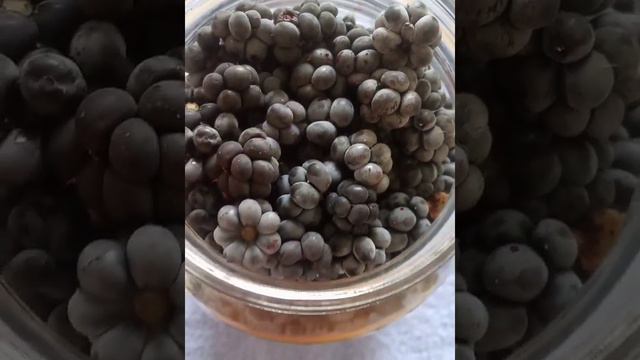 БУЛДУРКОН😋😋 БАЛДАРГА ЭН КЕРЕК ВИТАМИНДЕР смотреть онлайн