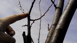 Как привить сливу ПРИВИВКА-ОШИБКИ-СОВЕТЫ.