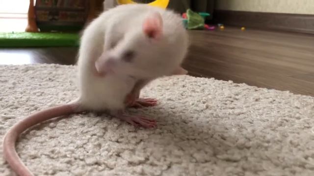КРЫСЫ ??? НАШИ ЛЮБИМЫЕ домашние ПИТОМЦЫ . Декоративные крысы ДАМБО .Decorative rats DAMBO смотреть онлайн