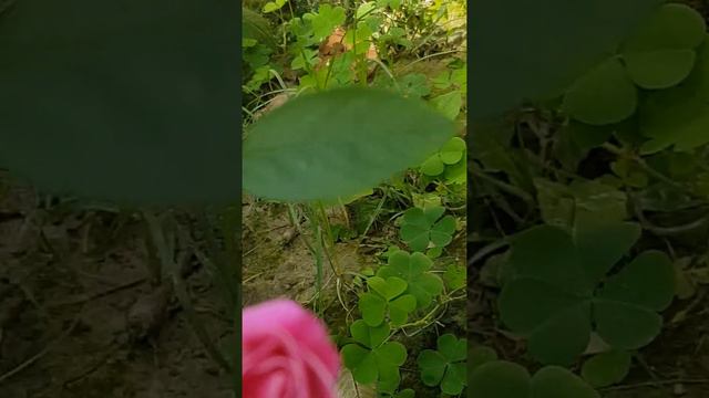 Cute pink Rose's bud. смотреть онлайн