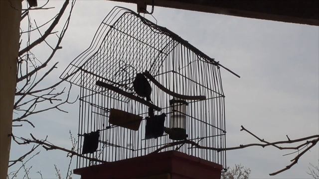 Зеленушка обыкновенная ( лесная канарейка) // весенняя песня смотреть онлайн