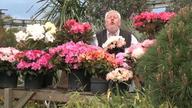 TOUT CE QU'IL FAUT SAVOIR SUR LES RHODODENDRONS POUR BIEN LES CHOISIR ET LES RÉUSSIR смотреть онлайн