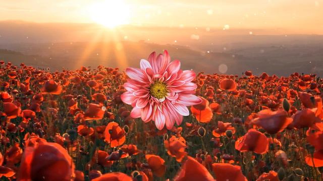 Видео Красный цветок смотреть онлайн