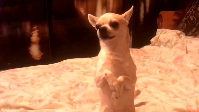 Дрессировка щенка чихуахуа . смотреть онлайн