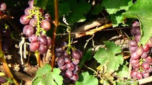 Виноград "Изумление" - обзор неукрывного столового сорта для беседки.