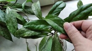 Субстрат для Хой. Эксперименты.