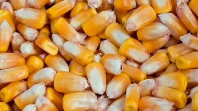 Из чего состоит кукуруза? смотреть онлайн