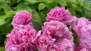 Пион «Carnation Bouquet» (карнейшн букет или гвоздичный букет) Peony Carnation Bouquet