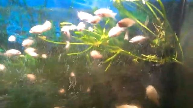 цихлазома фламинго смотреть онлайн