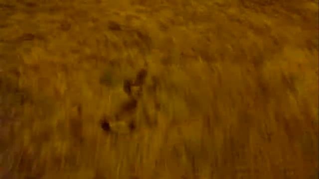 Ушастые ежи в поле смотреть онлайн