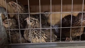 Спаривание перепелов Эстонской породы. Размножение перепелов)