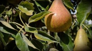 Груша Киффера осенний высокоурожайный сорт стойкий к болезням