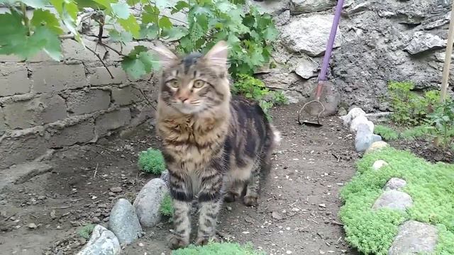 Утренняя прогулка Мейн куна. смотреть онлайн
