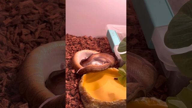 Sunset ball python LIVE FEEDING WARNING!! GRAPHIC CONTENT!!! смотреть онлайн