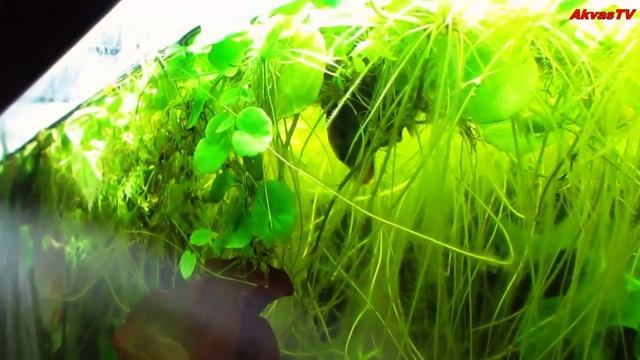 ЛЯЛИУС СТРОИТ ГНЕЗДО | НЕРЕСТ ЛЯЛИУСОВ | РЫБКИ ЛЯЛИУСЫ смотреть онлайн