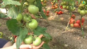 Розовый помидор ПИНК СМАЙЛ F1 самый вкусный розовый томат ?