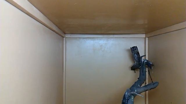 Миниатюрная сова сплюшка смотреть онлайн