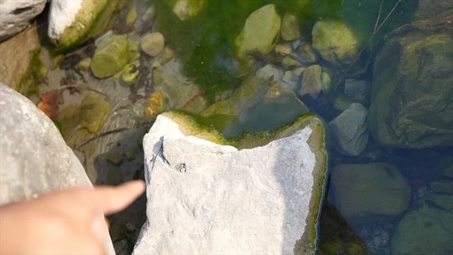 Snake Dikh Gaya ? Bach Gye смотреть онлайн