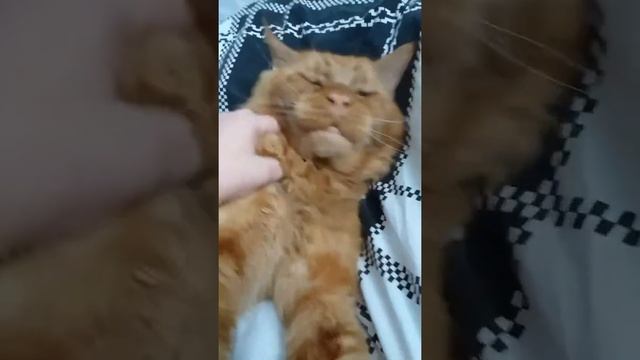 Кот Джокер,Мейн кун. Увалень. смотреть онлайн