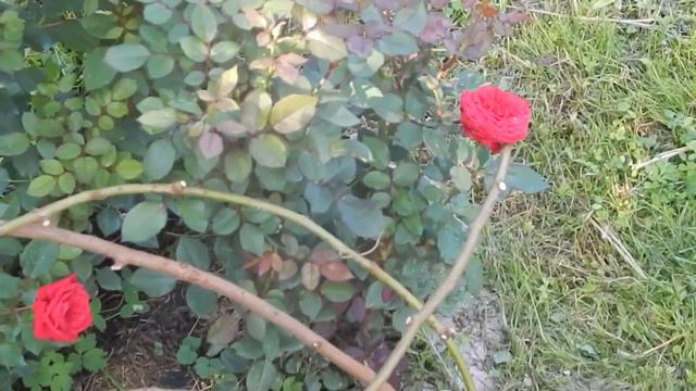 РАЗГОВОР С ПОДПИСЧИКАМИ.РОЗЫ ЦВЕТУТ.ПОЭЗИЯ В ДУШЕ. смотреть онлайн