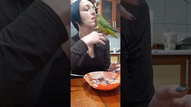 Питание попугая ( Варенные каши "смесь злаков") Роскошный баррабандов попугай Гарри смотреть онлайн