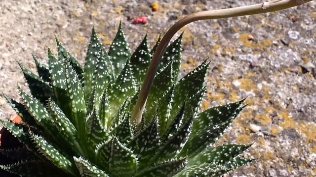 Aloe Aristata (Aloe Di Pizzo) Medicinal Plant