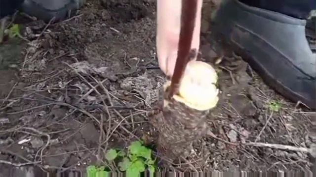 Весенняя прививка деревьев. Самый простой способ. смотреть онлайн