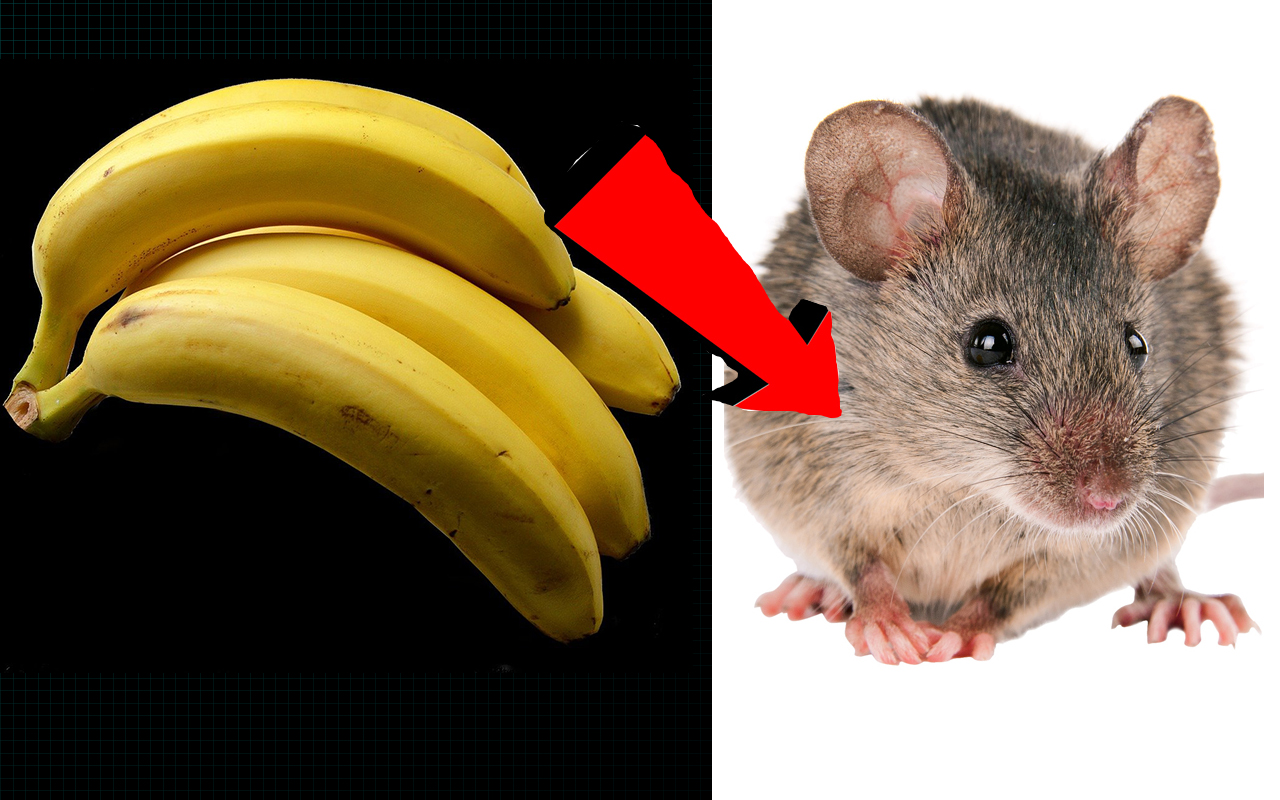 Как избавиться от мышей !!!. смотреть онлайн