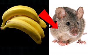 Как избавиться от мышей !!!.