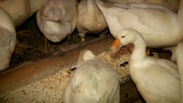 "Еда Рядом" на родине Кащея Бессмертного смотреть онлайн
