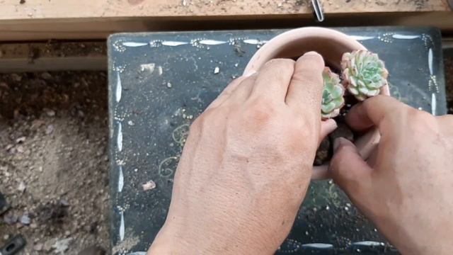 가을맞이 다육식물 분갈이 /스노우볼/성영/컨투어림/리울/화이트미니마/바닐라비스/
Change Succulent Plant Pots/
多肉植物分裂 смотреть онлайн