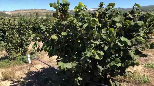 Фундук Трапезунд в пойме реки на тяжёлых глинах смотреть онлайн