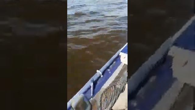 Судак.Лето 2021.Рыбалка на Рыбинском водохранилище.#56 смотреть онлайн