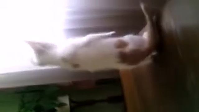 Мой котёнок)) смотреть онлайн