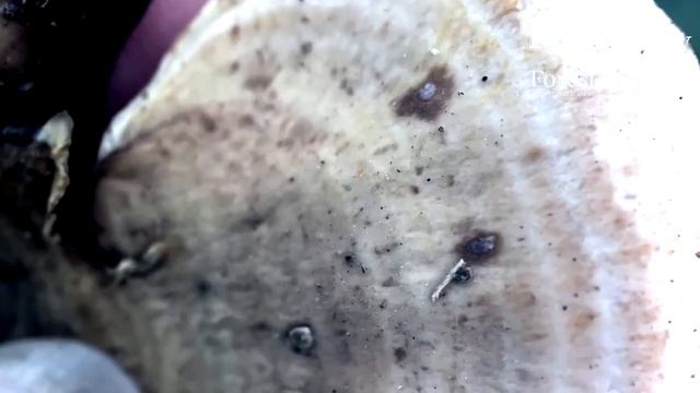 What's That Fungus? - Stereum ostrya смотреть онлайн