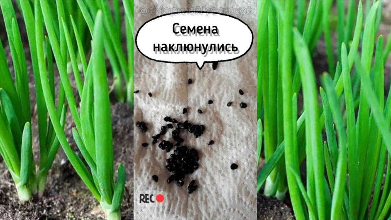 Как посеять РЕПЧАТЫЙ ЛУК чернушкой без заморочек в ОТКРЫТЫЙ ГРУНТ 29 марта смотреть онлайн
