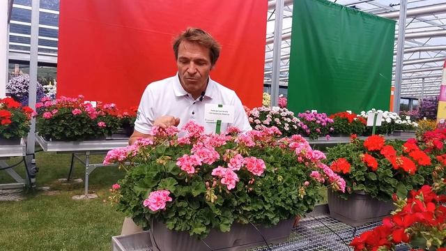 Pelargonium Zonale: Dolomites Rose Eye - IT