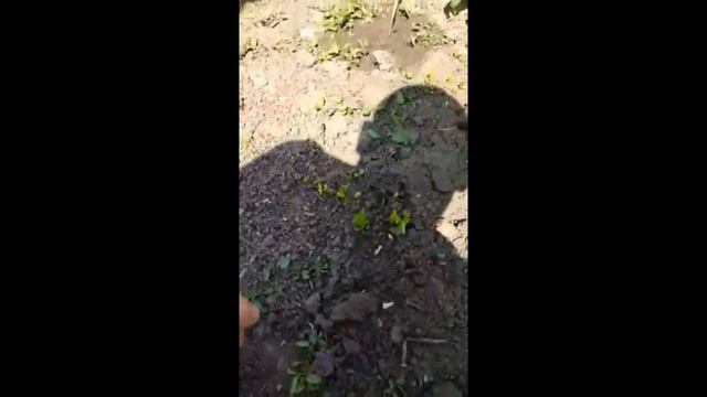 "Маракуйя Северная" обосновалась в Черноморске. смотреть онлайн