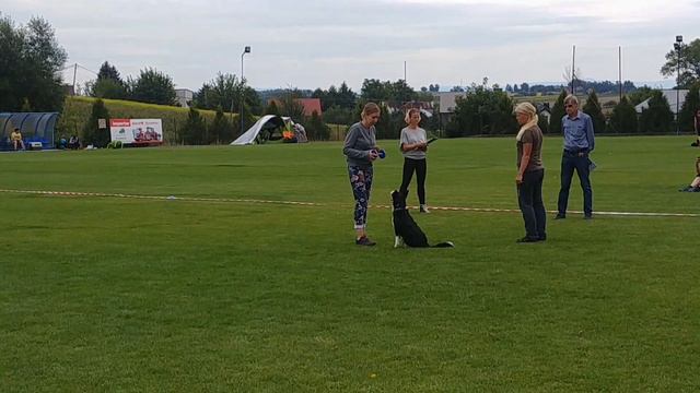 Glan Y Gors TARA - obedience competition - beginner class смотреть онлайн