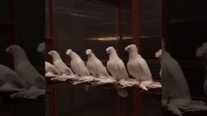 Узбекские Голуби Гульбадамы