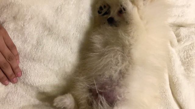 Шпиц смотреть онлайн