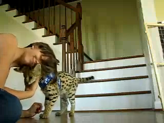 Домашний Сервал