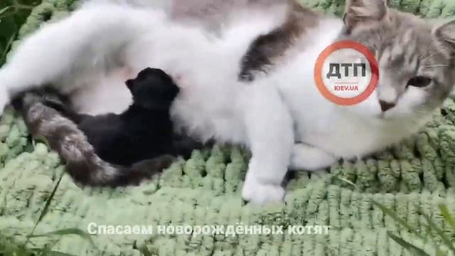 Спасаем новорождённых котят: :31: срочное сообщение в чате, нужно кормящая кошка. смотреть онлайн