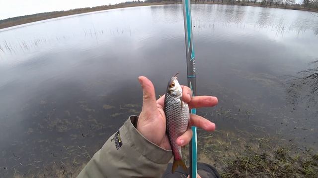 ПЛОТВА НА ПОПЛАВОК. Май 2022. Рыбалка на маховую удочку! Припять. Беларусь. смотреть онлайн