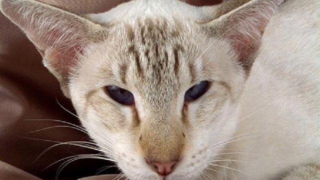 Pedigree Cats 2D Screensaver смотреть онлайн