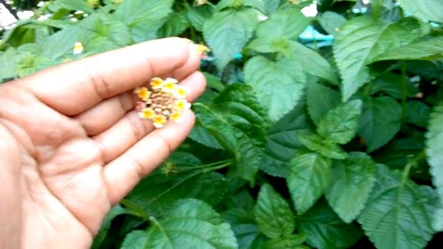 # Short ☺️lantana camara? and Duranta ?plants for making hedge //VC's gardening channel?? смотреть онлайн