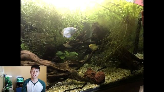 Can Female Bettas Live In A Bowl Together? | Fish Tank Review 36 смотреть онлайн